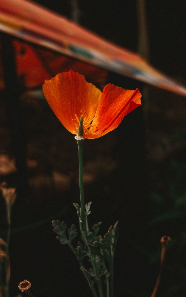 Photograph by Елена (Мори) Кузнецова