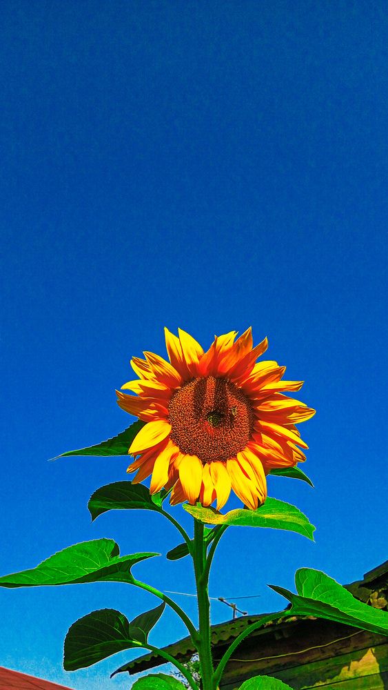 Photograph by Елена (Мори) Кузнецова