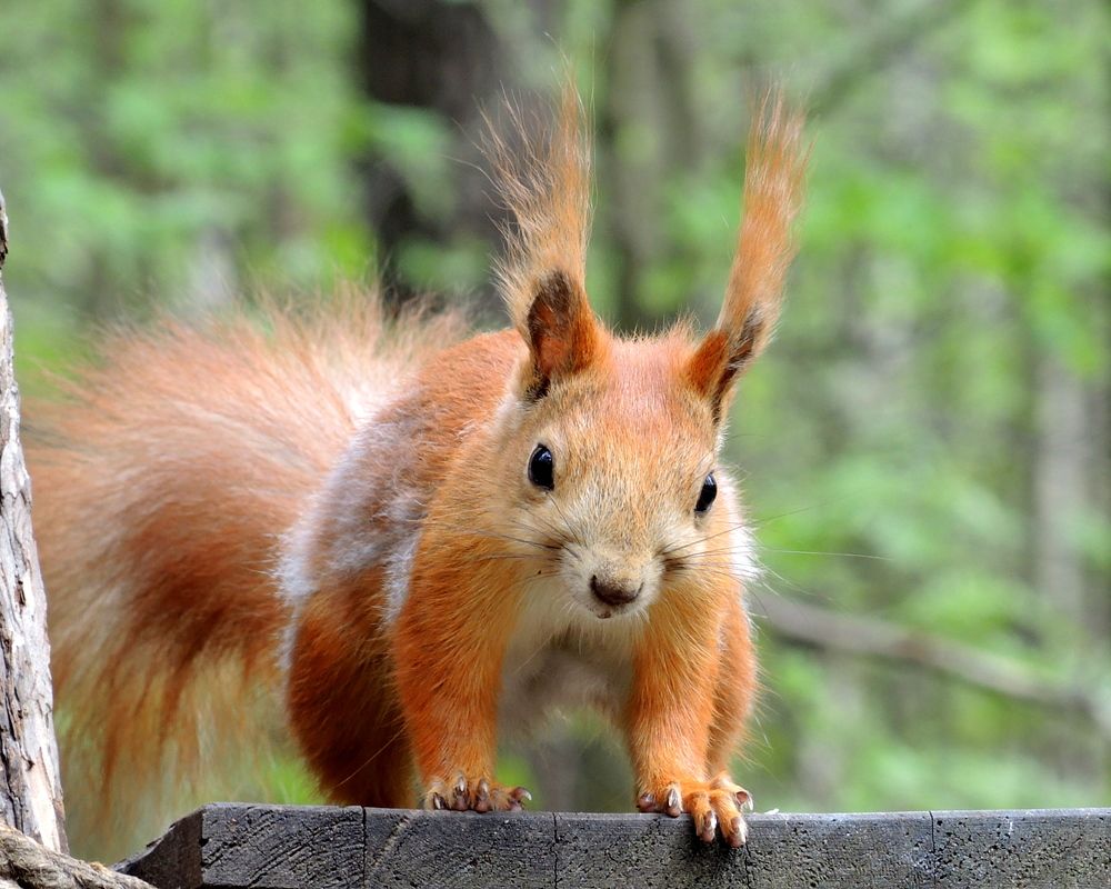 Белка - мохнатые ушки