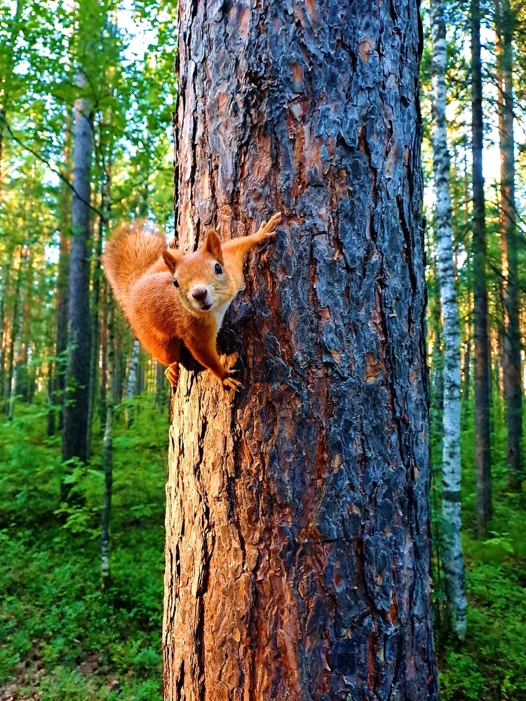 В ожидании гостинца