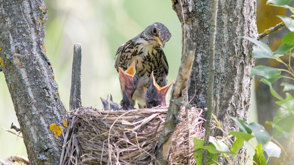 Photograph by Александр Лазаренко