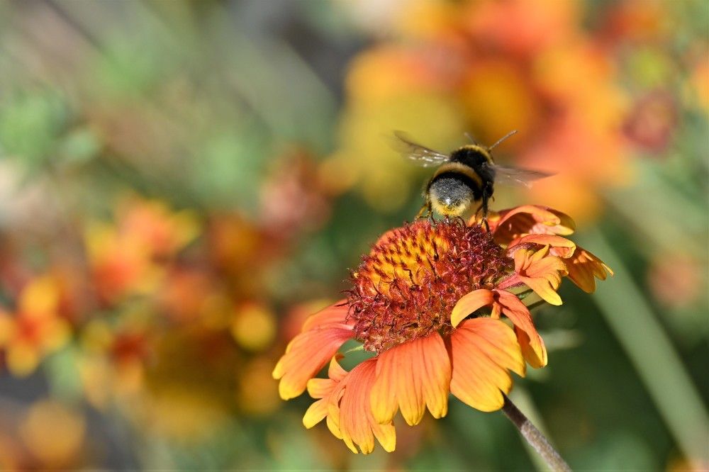 Фотография автора IRINA FILIPPOVA