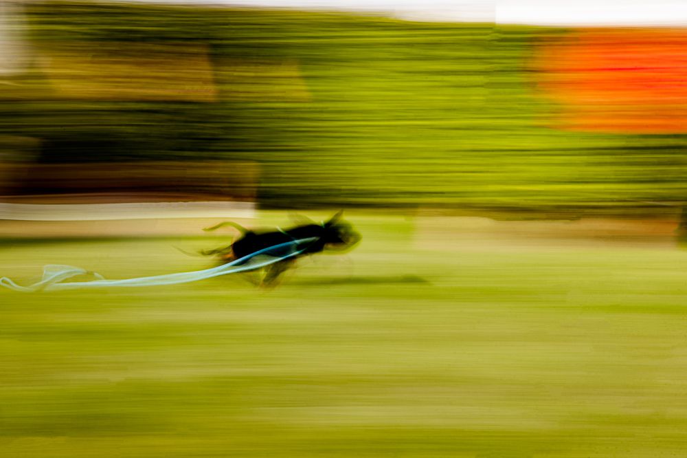 Фотография автора Elena Van Melkebeek