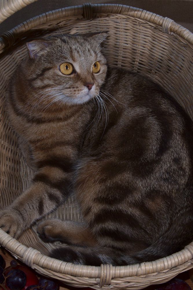 Кошка Ася спряталась в корзине / Asya the cat hid in a basket