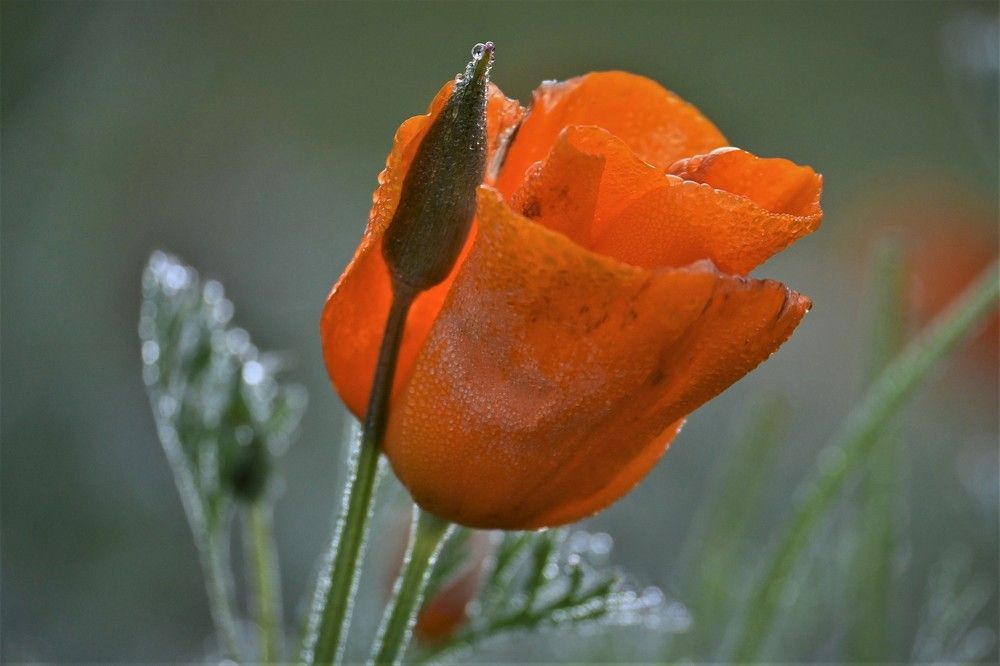 Фотография автора IRINA FILIPPOVA