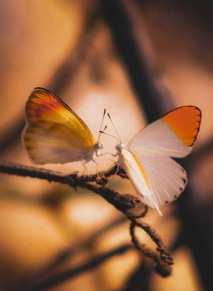 Photograph by Waleed Yousuf Alwahaibi