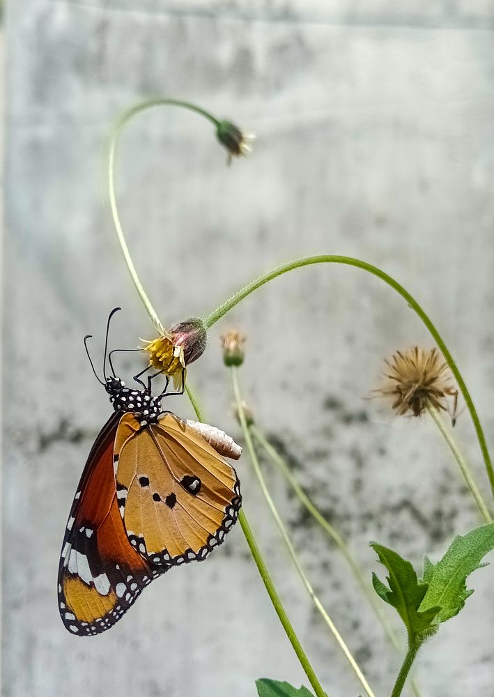 Photograph by Kamal Bhattacharjya