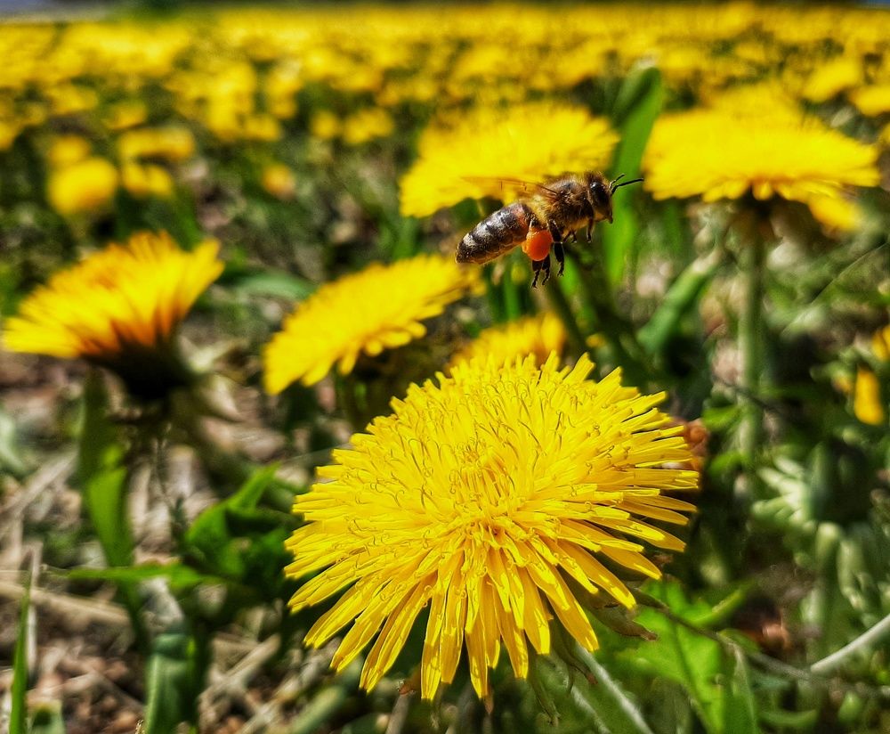 Photograph by Юлия Коробкова