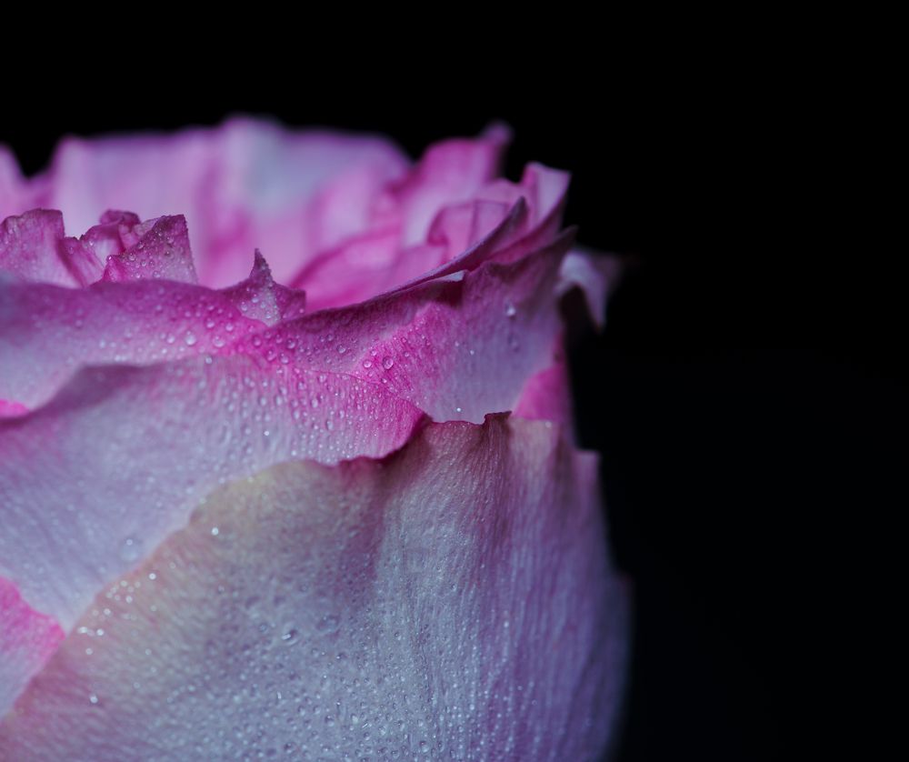 Photograph by Shima Hussni