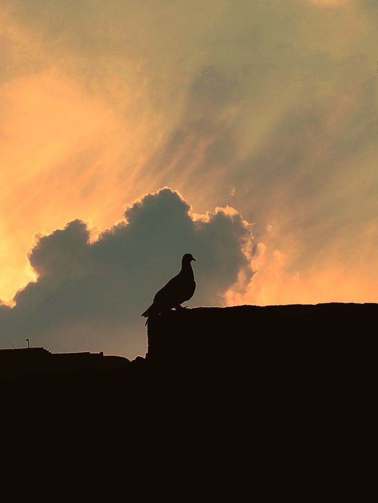 Photograph by Basant Sami