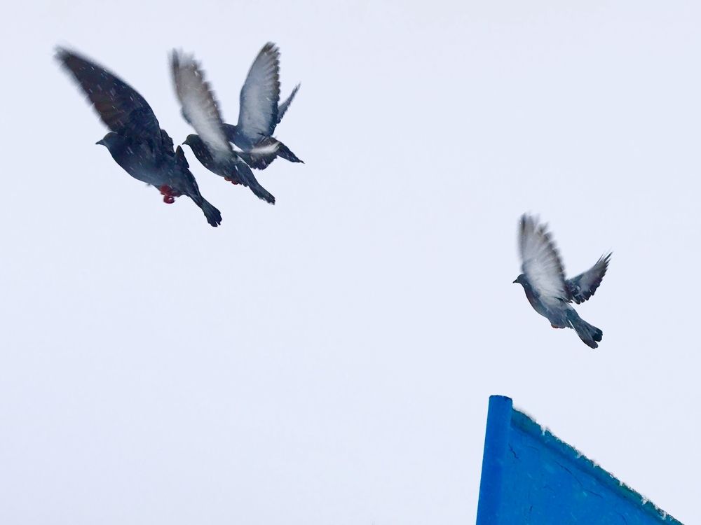 Photograph by Елена Ким