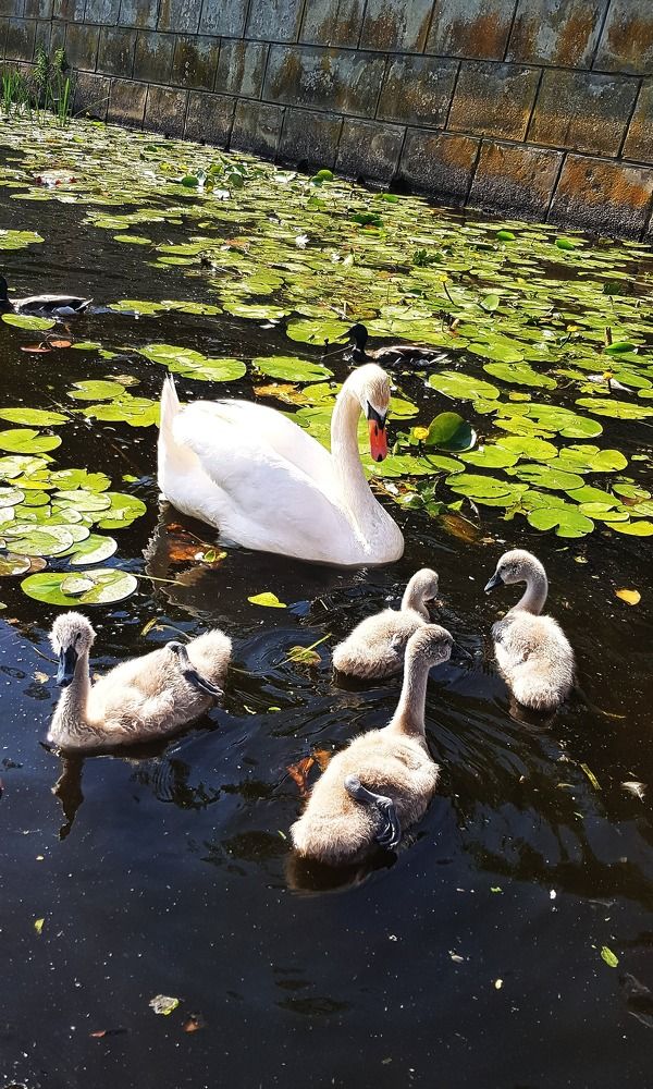 Фотография автора Дана Богинская