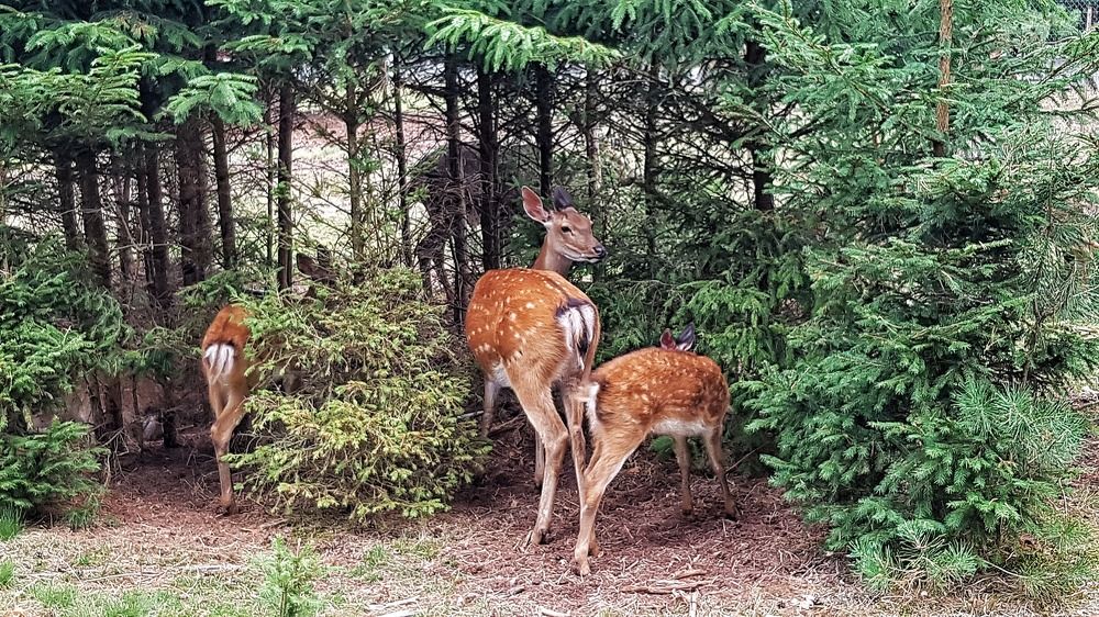 Фотография автора Дана Богинская