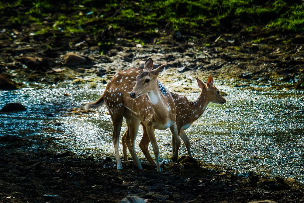 Photograph by Swapan Banik