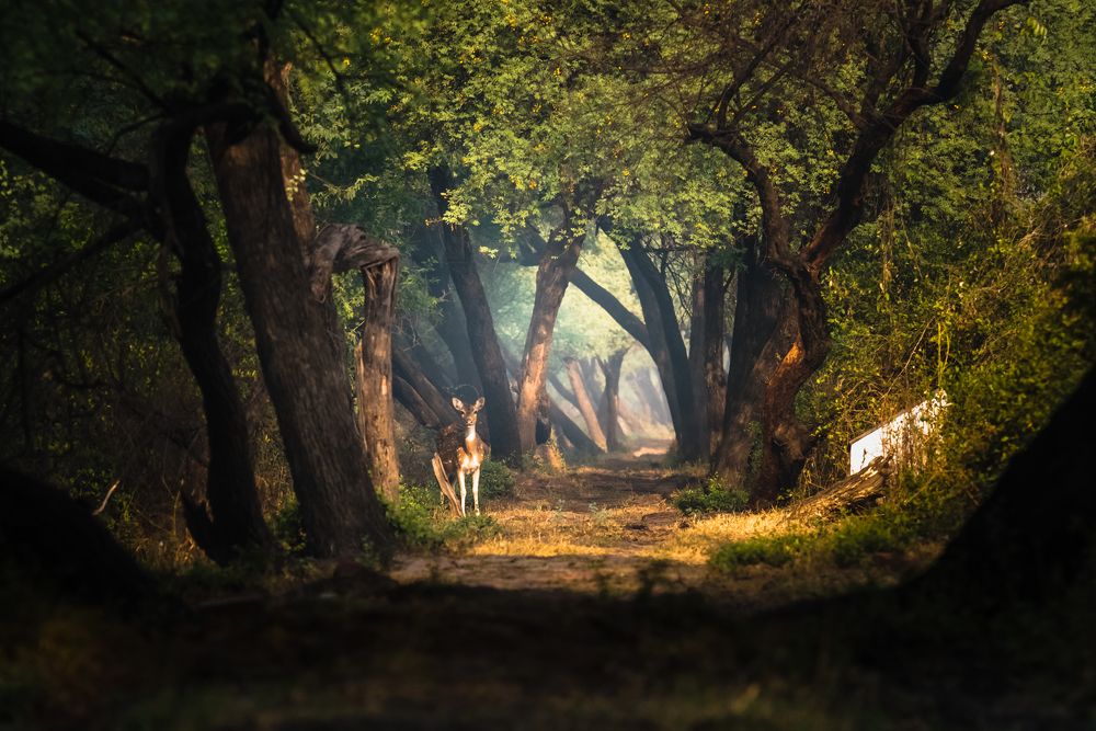 Photograph by Swapan Banik