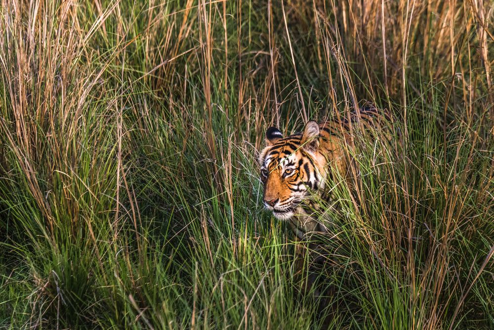 Photograph by Swapan Banik