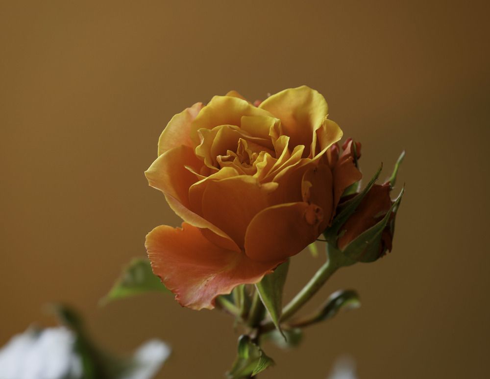 Orange rose