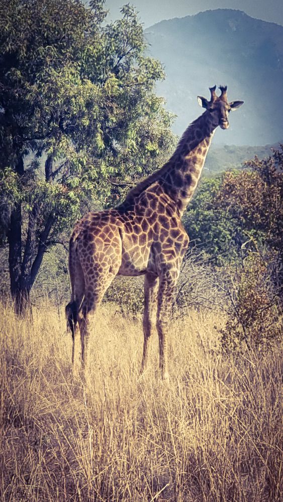 Giraffe