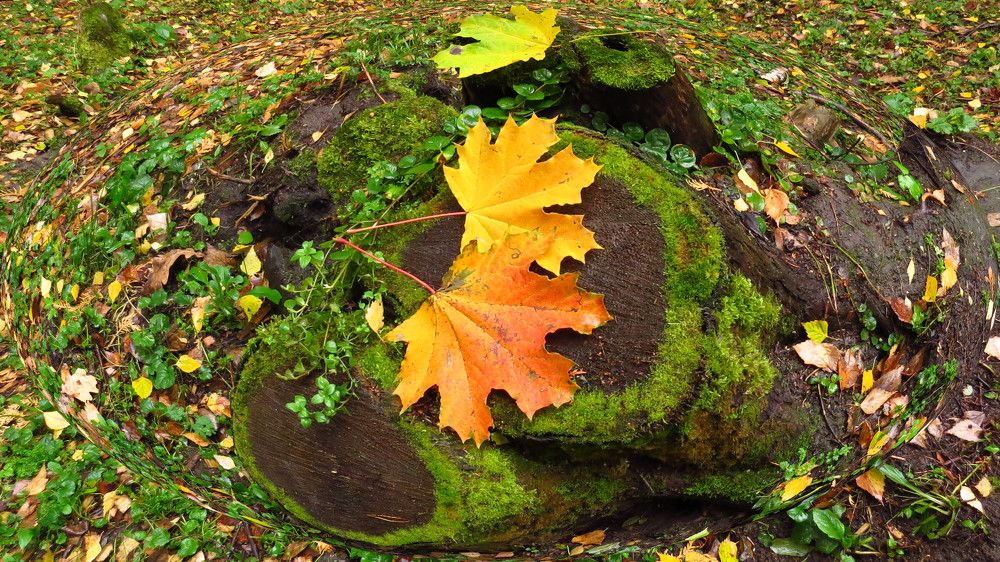 Photograph by Елена Казарина