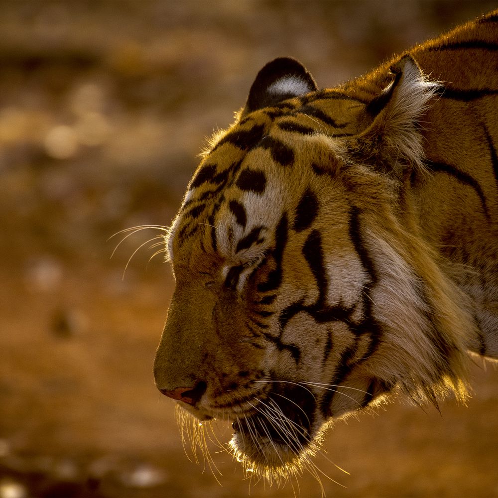 Photograph by Jaikumar Moorthi