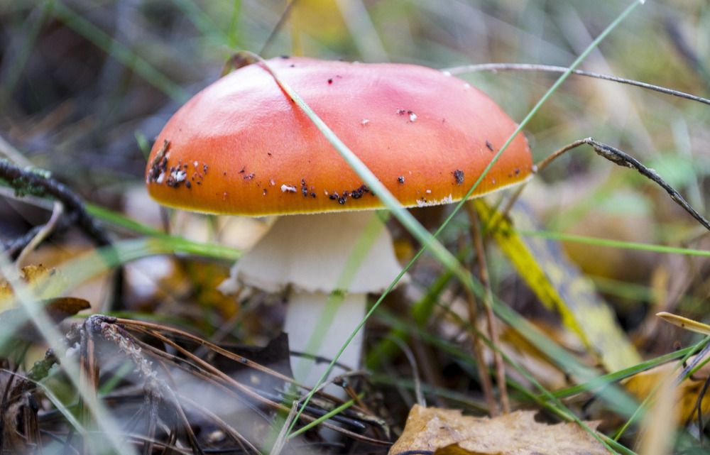 Photograph by Елизавета Большакова