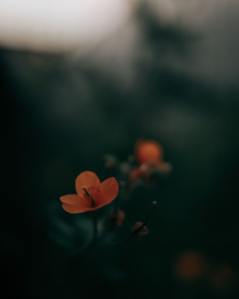 Photograph by Алия Аткельтирова