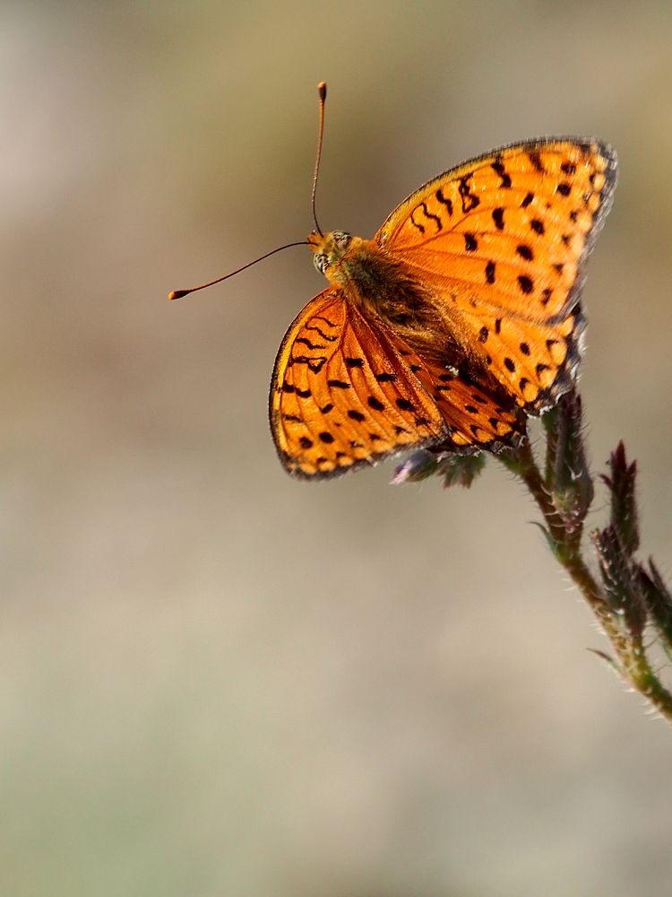 Photograph by Abdolreza Aleagha