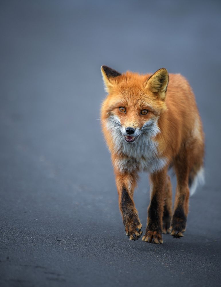 Photograph by Алексей Ознобихин