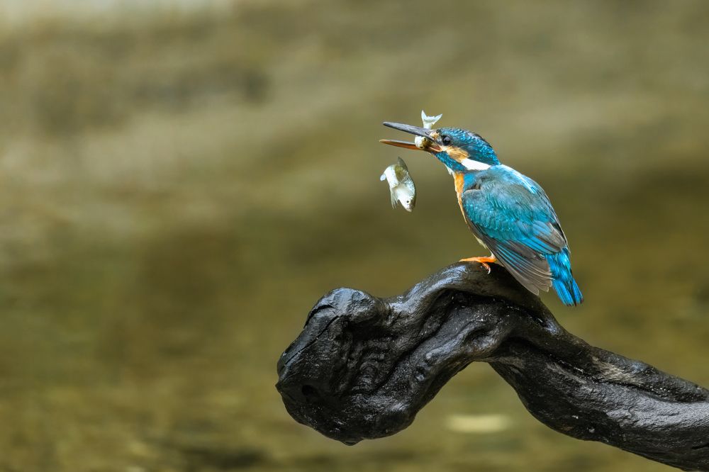 Photograph by Thaw Zin Oo