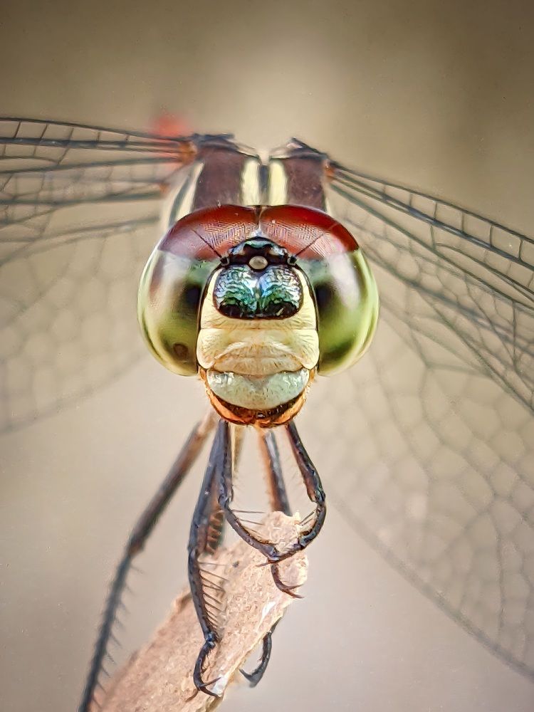 Face to Face with Dragonfly