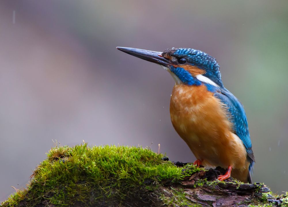 Photograph by Александр Чибиркин