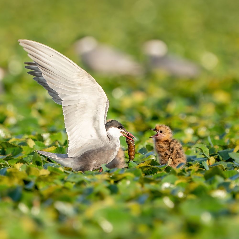 Photograph by Gabor Medgyesy