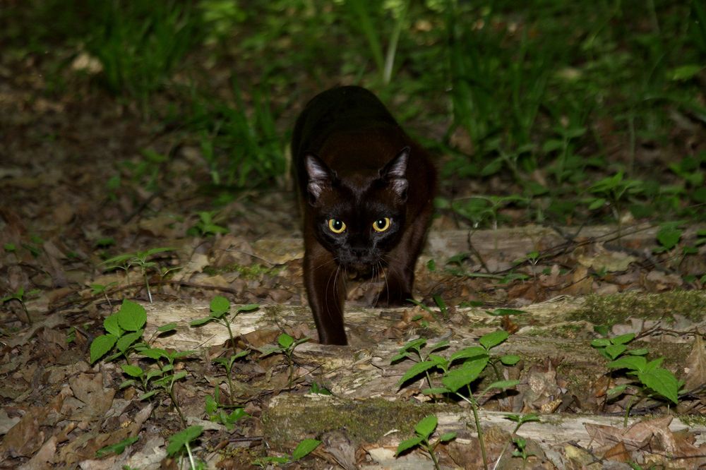 Фотография автора Надежда Лисицына