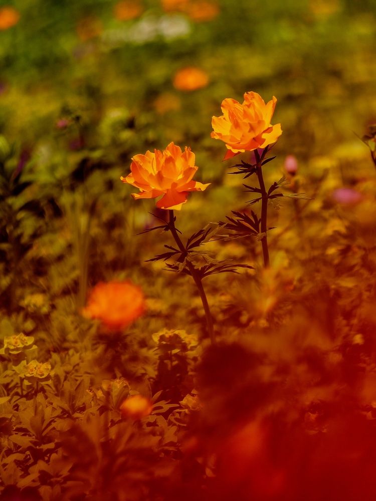 Photograph by Kostantin Belonogov