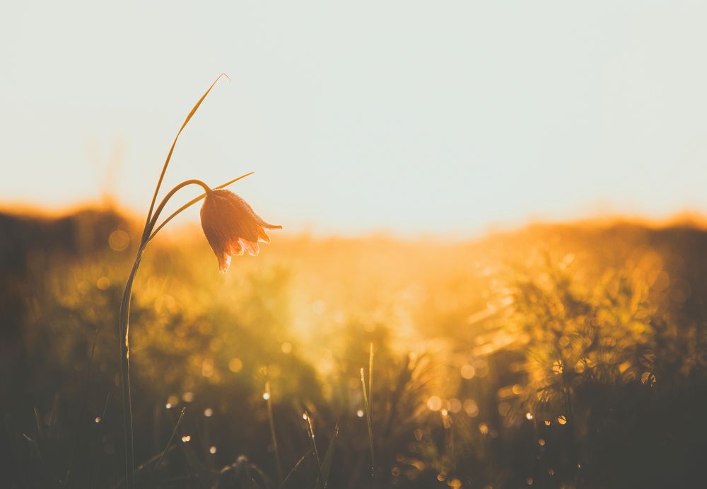 Photograph by Степан Ковыльчик