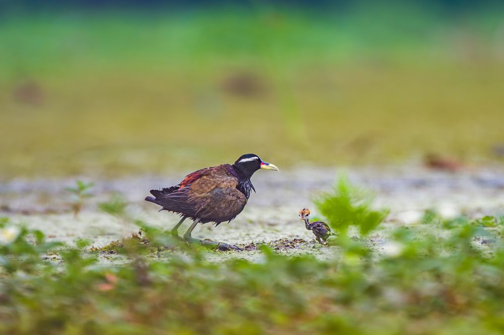 Фотография автора Nirnay Acharya