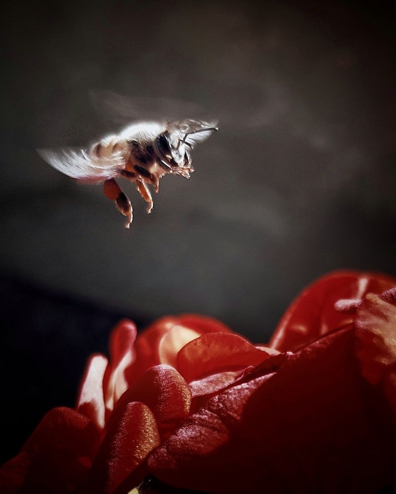 Photograph by ashtin فرید آشتین