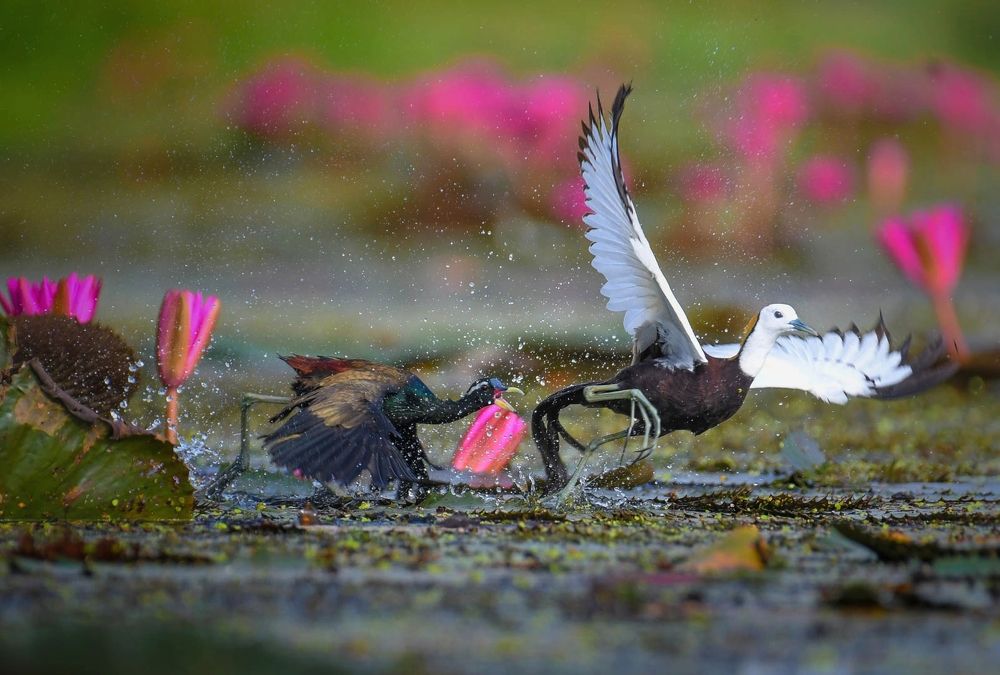 Photograph by DEBJYOTI MONDAL