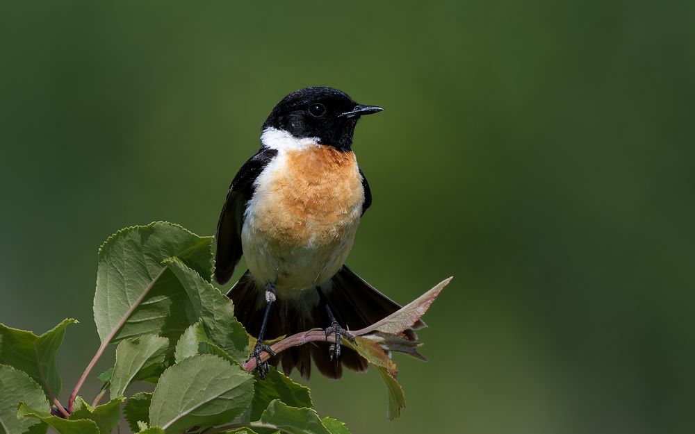 Photograph by Александр Перегудов