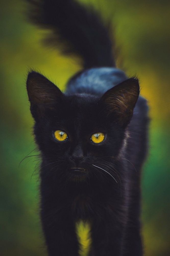 Фотография автора Suhas B V