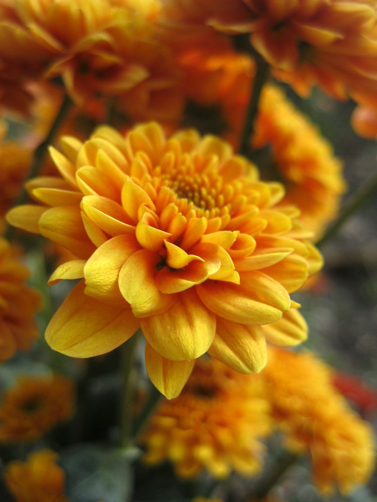 Photograph by Алёна Шкуратова