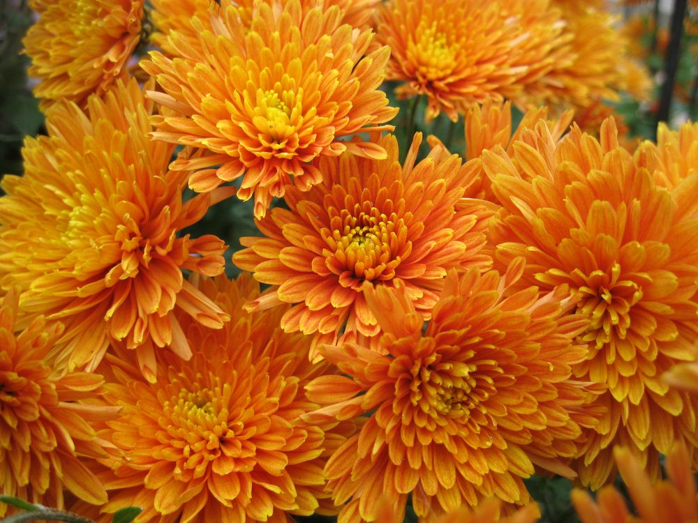 Photograph by Алёна Шкуратова