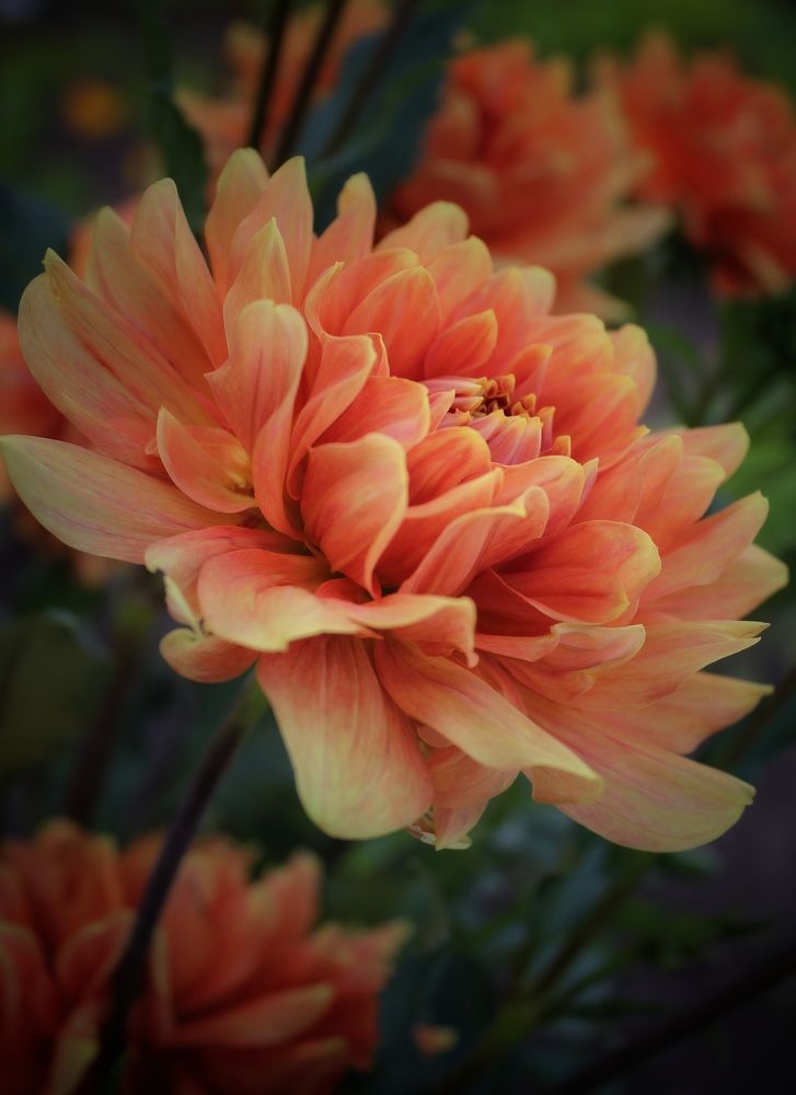 Photograph by Татьяна Сычева