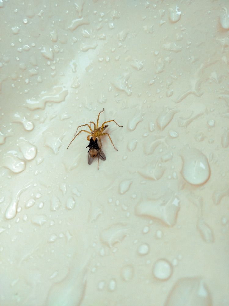 Photograph by Batool Sana