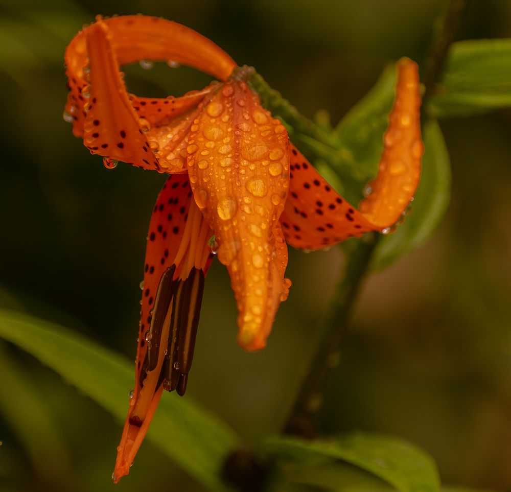 После дождя