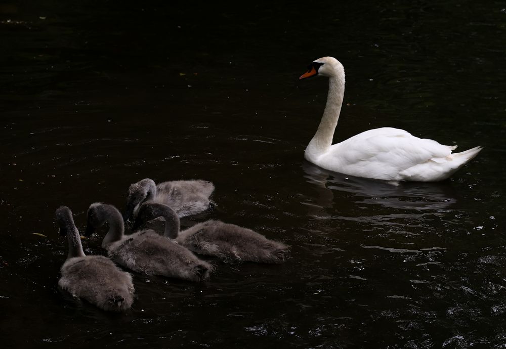 Photograph by Виктория Янушанис