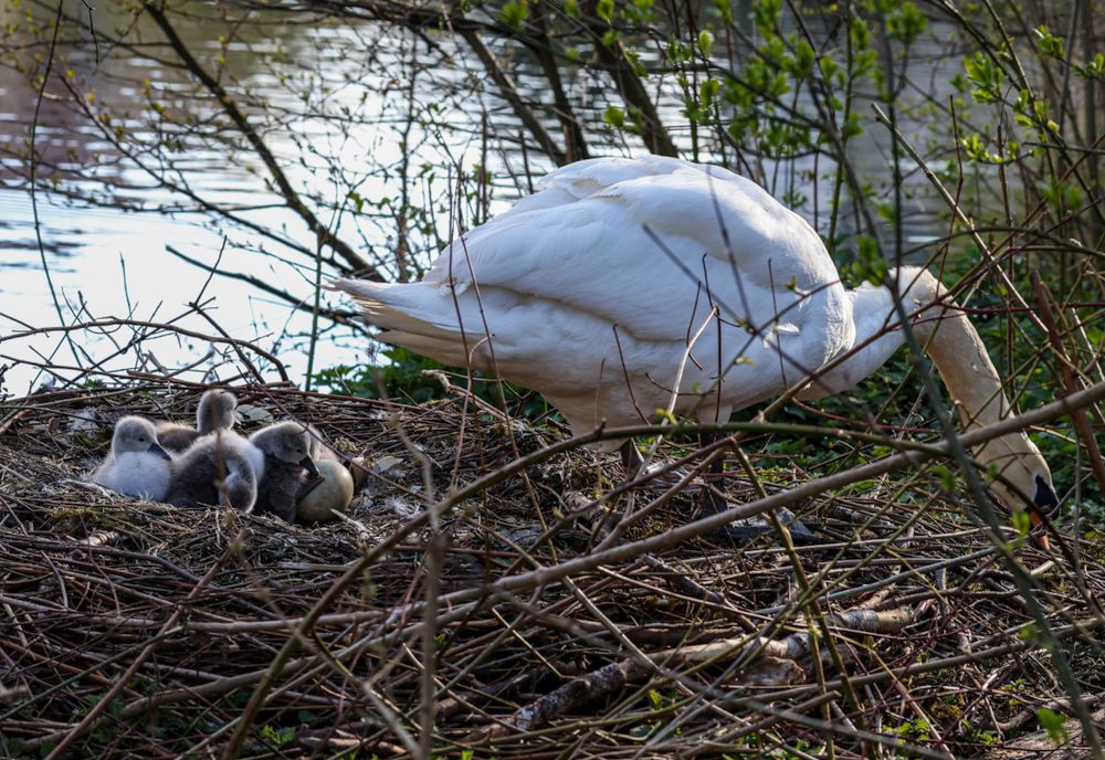 Photograph by Виктория Янушанис