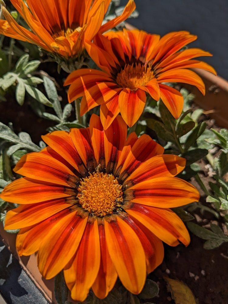 These fire petals...