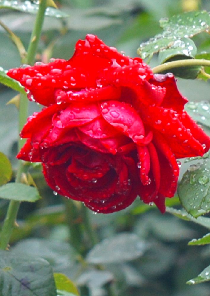 Photograph by Natalia Kopeva