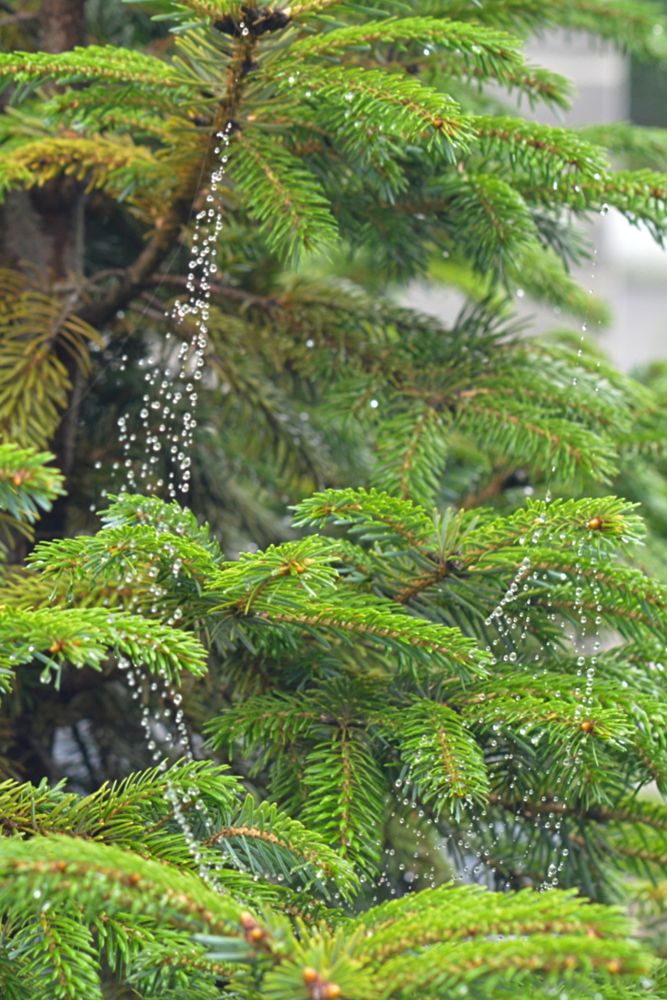 Photograph by Natalia Kopeva